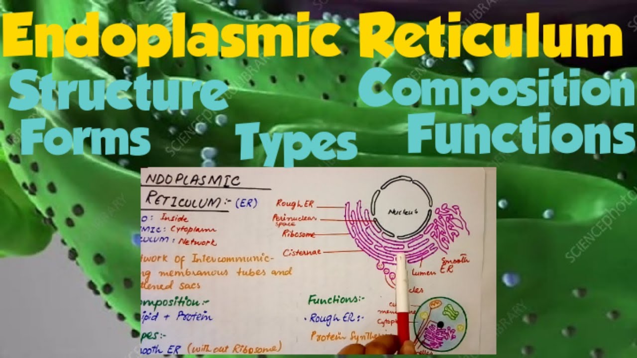 Endoplasmic reticulum structure and function | cell biology | For class ...