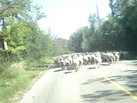 The Funniest thing you will ever see in your life. - YouTube