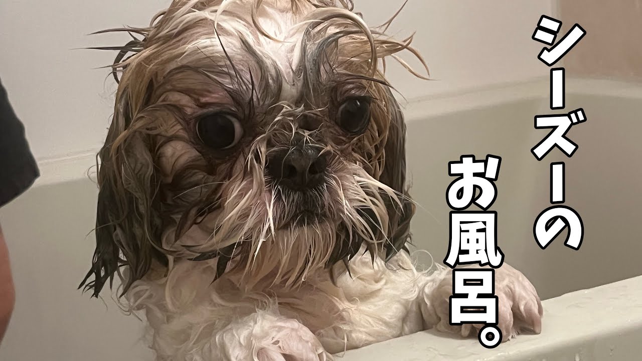 ちくわの雑貨屋さん♡♢お風呂シーズー♢ 107 シーズー武蔵！！お風呂にはいりました！！ - YouTube