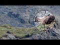 Amazing Tahr Hunting 7 Kill Shots