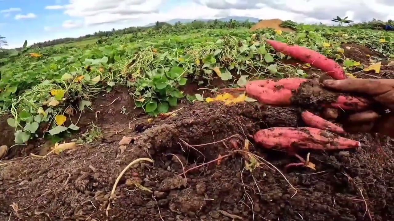 PART,2 ALHAMDULILAH MELIMPAH HASILNYA, UBI JALAR ORANYE#inspirasipetani#ubijalar #