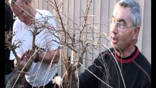 Tvarování Modřínu Bonsai Centrum Libčany