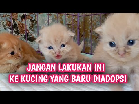 Video: Kesalahan Adopsi Kucing untuk Dihindari