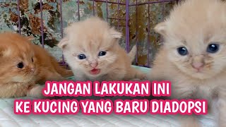 BARU ADOPSI KUCING !!! JANGAN LAKUKAN HAL INI