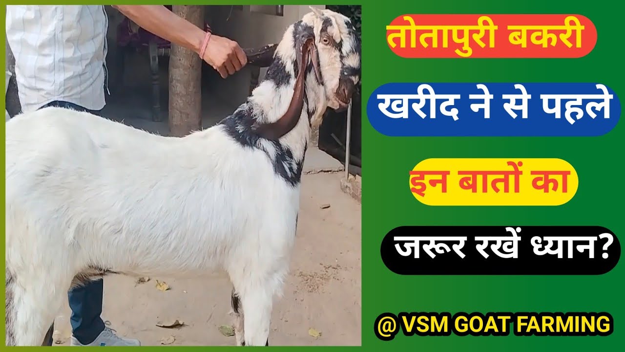 तोतापुरी नस्ल की बकरी का सही चुनाव @तोतापरी बकरी खरीद ते समय ध्यान रखने वाली बातें ?