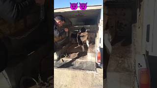 Shepherd Dog is angry with his owner ||  Aggressive Sarabi Dog  #shorts #dogs #dog #animals #short