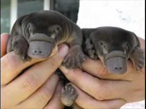 Video: Oorspronklik uit Australië: sterre van Australiese oorsprong