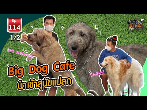 Big Dog Cafe คาเฟ่หมาใหญ่ นำเข้าสุนัขแปลกอีกแล้ว - เพื่อนรักสัตว์เอ๊ย EP.114 1/2
