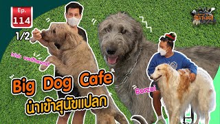 Big Dog Cafe คาเฟ่หมาใหญ่ นำเข้าสุนัขแปลกอีกแล้ว - เพื่อนรักสัตว์เอ๊ย EP.114 1/2