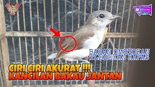 CIRI CIRI BURUNG KANCILAN BAKAU JANTAN BAHAN 100% AKURAT ||TLEDEKAN KAPAS ANAKAN atau DEWASA