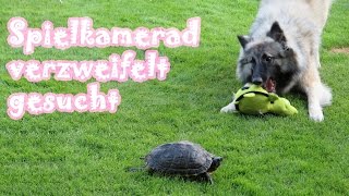 Spielkamerad verzweifelt gesucht (Pink, Tervueren, Belgischer Schäferhund, Amira's Blog 15.10.2014) by MsAmiratastic 600 views 9 years ago 4 minutes, 29 seconds