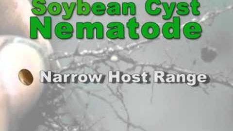 Controlling Soybean Cyst Nematode
