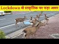 Coronavirus और Lockdown का प्राकृतिक पर असर | Lockdown effects on nature | Gamma fact