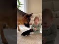 A German Shepherd mom gave her puppy a “mini” gift — and the puppy’s reaction will melt your heart!