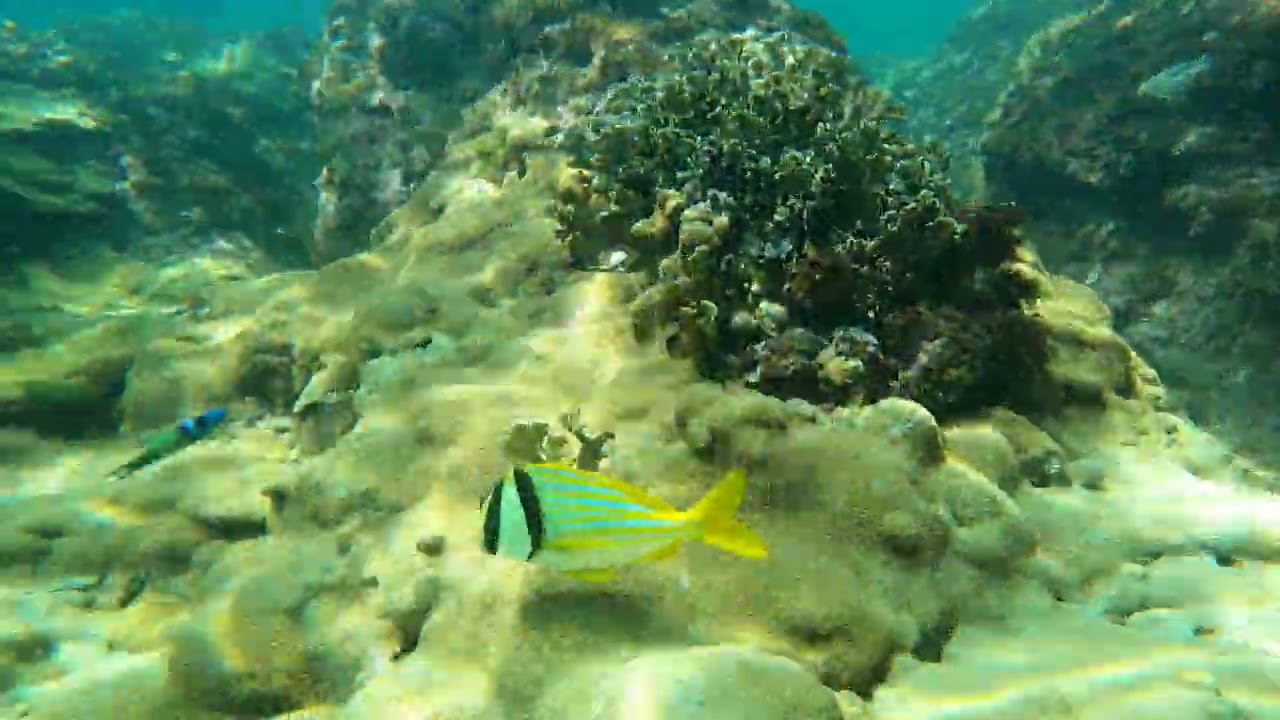 PORK FISH (Anisotremus virginicus)