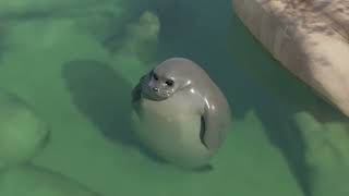 TF2 Spinning Seal