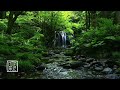10 HOURS, Plant🌳Music by the River with Bird🐤singing at the Secred 💦Water Fall, Japan🇯🇵 🎌 植物体の音楽。