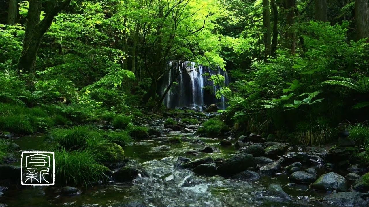 🌳Музыка растений. 10 ЧАСОВ, у реки с птицей🐤пение в священном 💦водопаде, Япония🇯🇵
