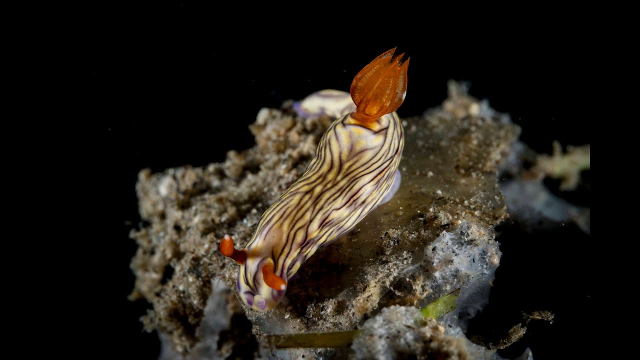 Hypselodoris zephyra
