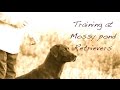 Labrador Retriever l Gun Dog Video Labrador Retriever l Gun Dog Video