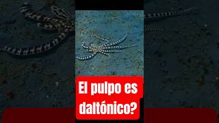 El Pulpo Daltónico que se Camufla a la Perfección!! #viralshort #codigosalvaje #shorts