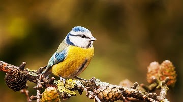 Peaceful Relaxing Instrumental Music, Meditation Calm Music "Autumn Birds" by Tim Janis