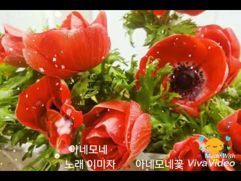 아네모네 노래 이미자