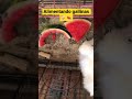 Alimentando Gallinas #animals #gallinas #campo #shalom
