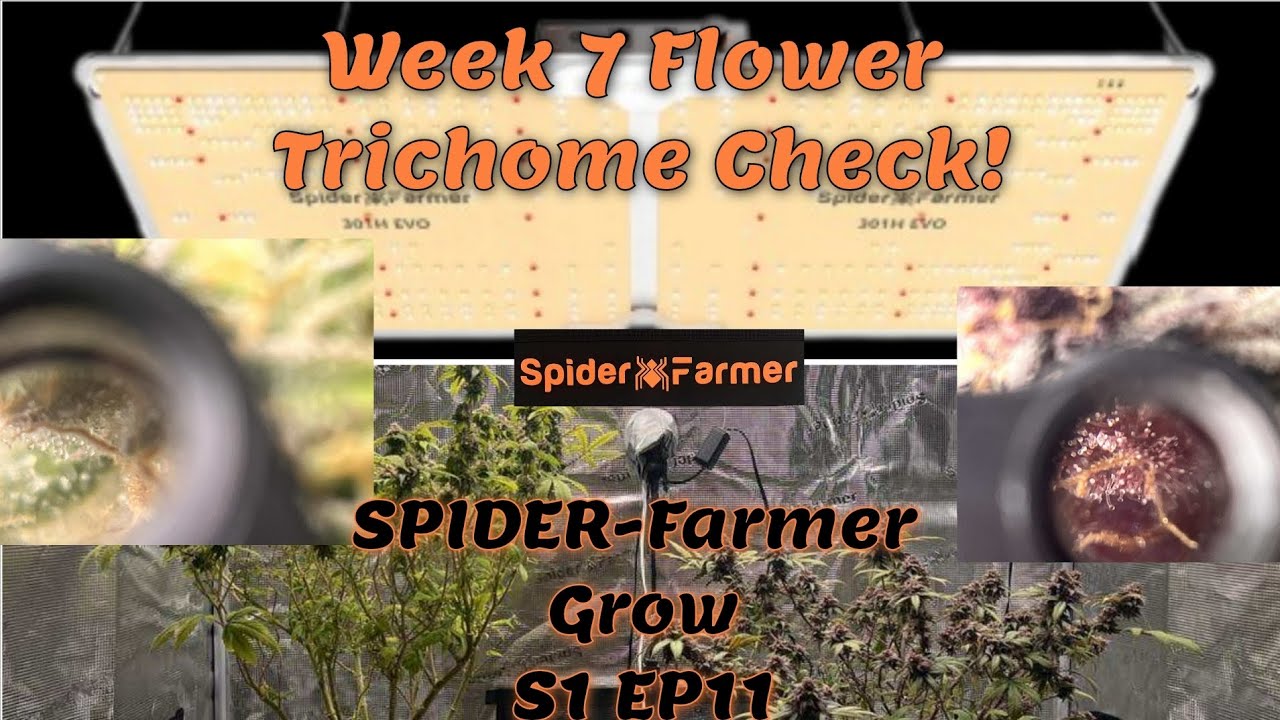 SPIDER-Farmer Grow S1 EP11 FtGGS+SF2000: Week 7 Flower