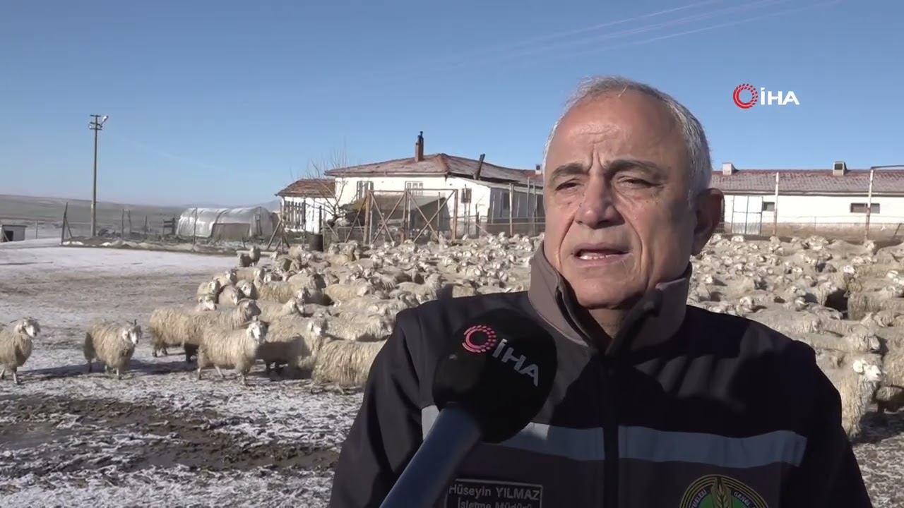 Nesli tükenme tehlikesi altında olan bin 200 Ankara keçisine gözleri gibi bakıyorlar