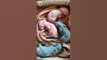 ⚡MONSOON IS COMING 😍✨⛈️ #aviary #ecospot #fish #birds #pets  #family #aviarymalayalam