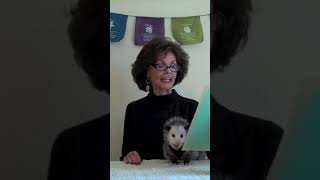 Confusing Muse #Short #comedyvideos #duet #possumkingdom #funny #possum #pets #wildness #cute