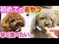 アロマとピノ初めて食べるおやつに大興奮！【犬用おっとっと】