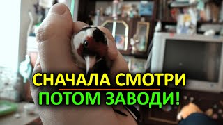 Домашние щеглы. Не заводи щеглов, пока не посмотришь! Что нужно знать о щеглах для начала.