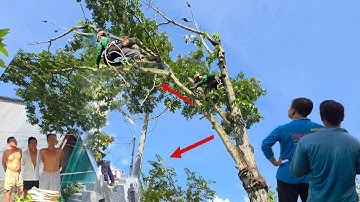 cưa cây, Trứng Sấu, tàn Nhánh ngã vô nhà  Lên dây điện, Mồ mã, cưa kỹ thuật,35