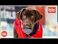 How The NHL&#39;s Washington Capitals Help Train Young Service Dogs | Better Together | Daily Paws