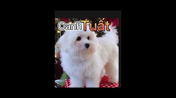 Giải mã tuổi canh Tuất 1970