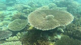 The greatest barrier reef