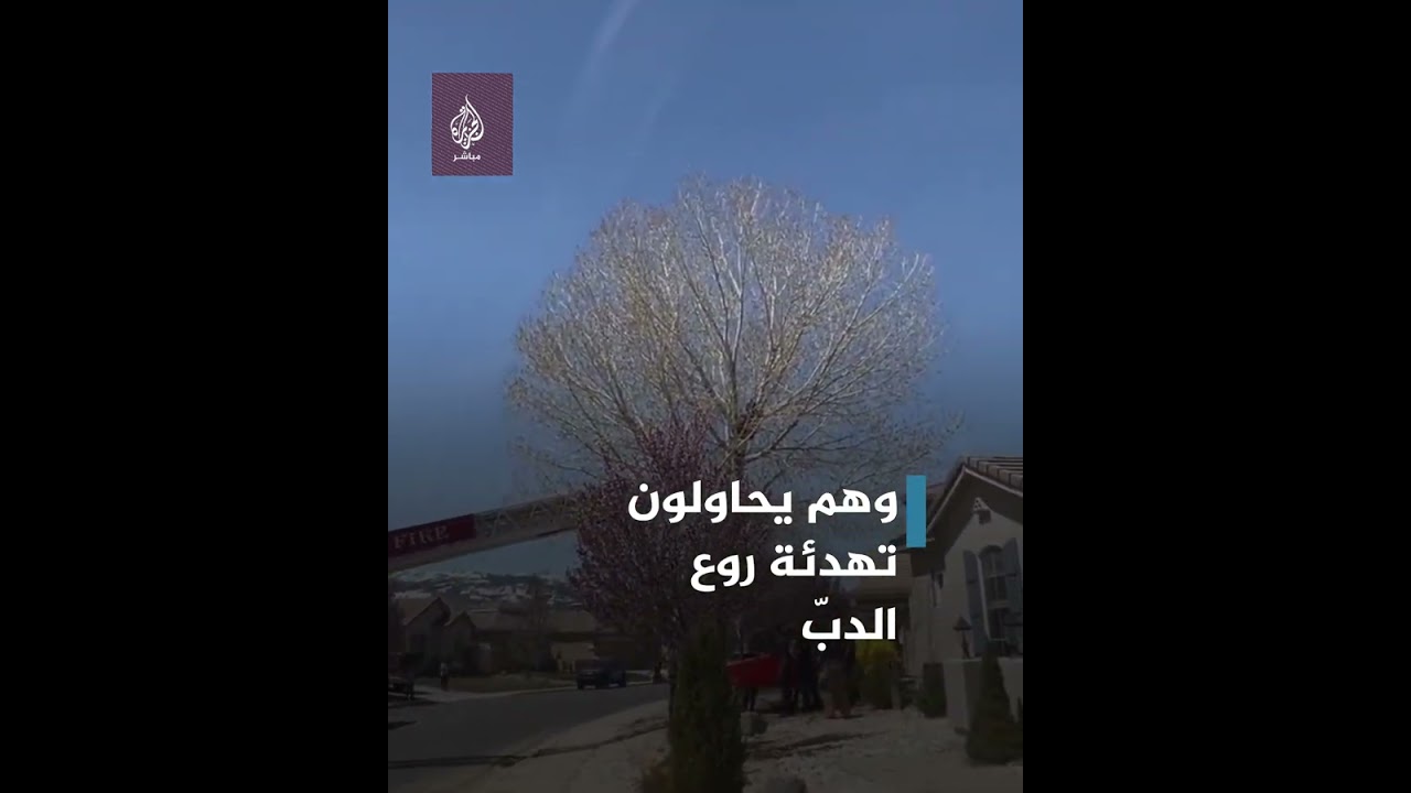 رجال إطفاء ينقذون دبًّا عالقًا بأعلى شجرة في ولاية نيفادا الأمريكية.