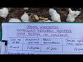 Когда шелковая курочка снесёт первое яйцо после насиживания и воспитания цыплят
