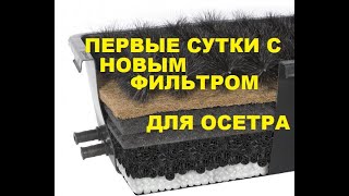 ПЕРВЫЕ СУТКИ С НОВЫМ ФИЛЬТРОМ ДЛЯ ОСЕТРА