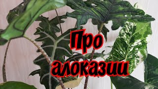 видео: Про алоказии картинка: Про алоказии