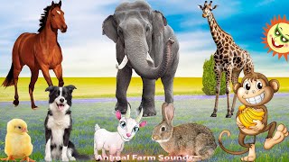 Lovely Activities of Familiar Animals: Dog, Cat, Chicken, Pig, Duck, Cow, Horse - Animal videos