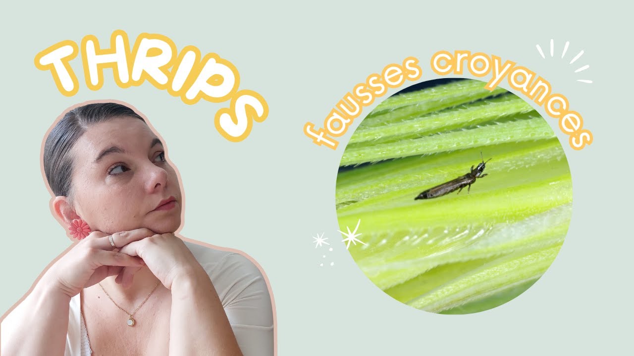 Les THRIPS sur les plantes d'intérieur 🪴|| ⚠️ aux fausses croyances