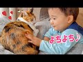 保護猫20匹の実家へ‼︎ 猫と赤ちゃんの距離が尊い💓