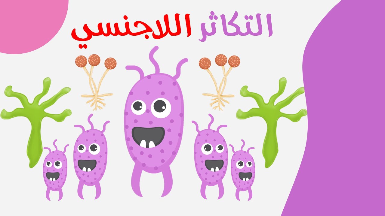 صور التكاثر اللاجنسي  - الصف الثالث الثانوي 2022