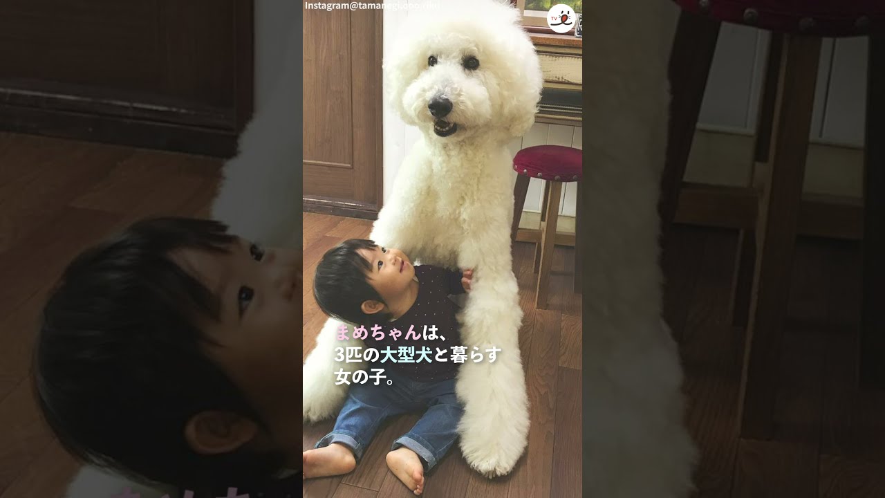 大型犬のスタンダードプードルと過ごす ほっこりな時間 Shorts Youtube
