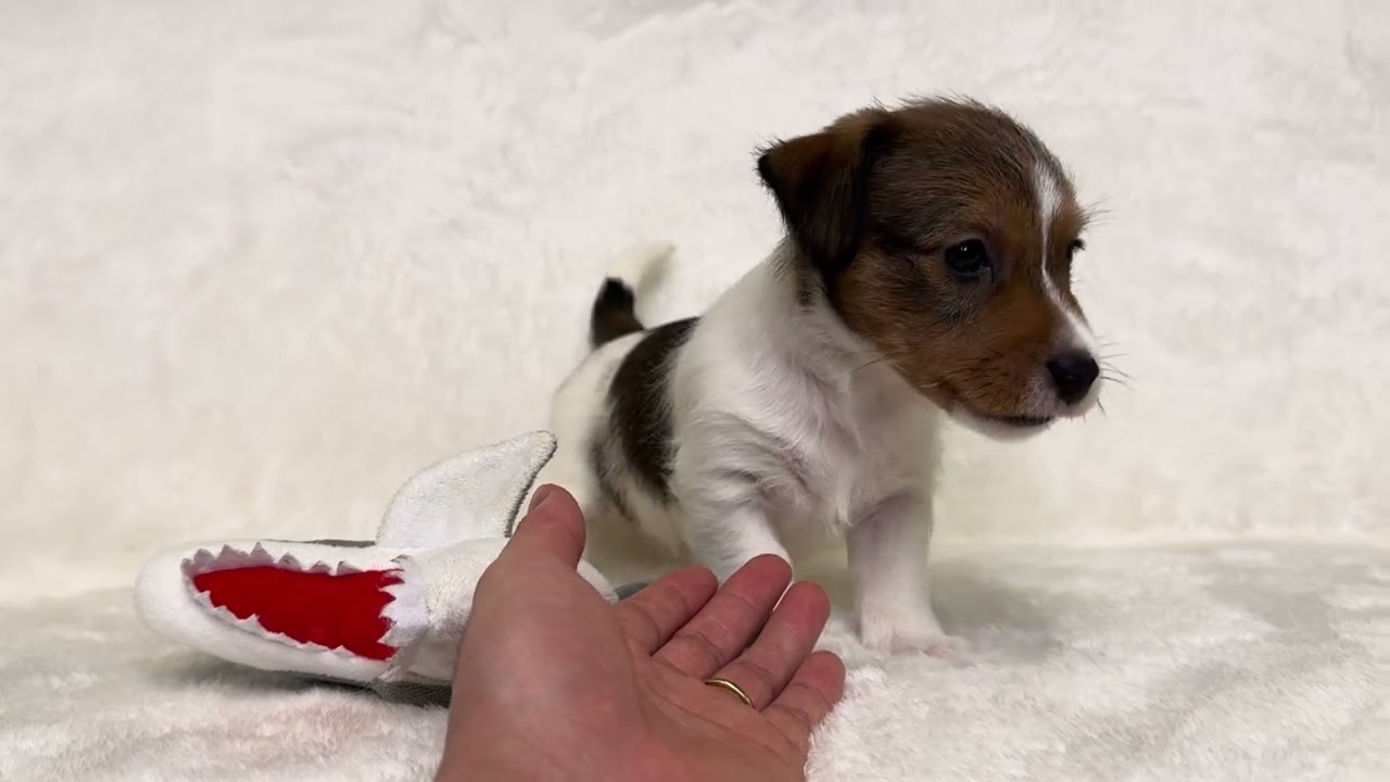 1月2日撮影！犬のブリーダーwichtigウィッチティグ・男の子（ブロークンorラフ予定）！