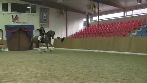 Sir Gregory 4 yr old Approved Oldenburg Stallion  ...