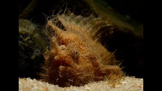 Striated Frogfish